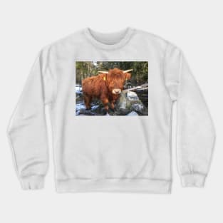 Scottish Highland Cattle Calf 1955 Crewneck Sweatshirt